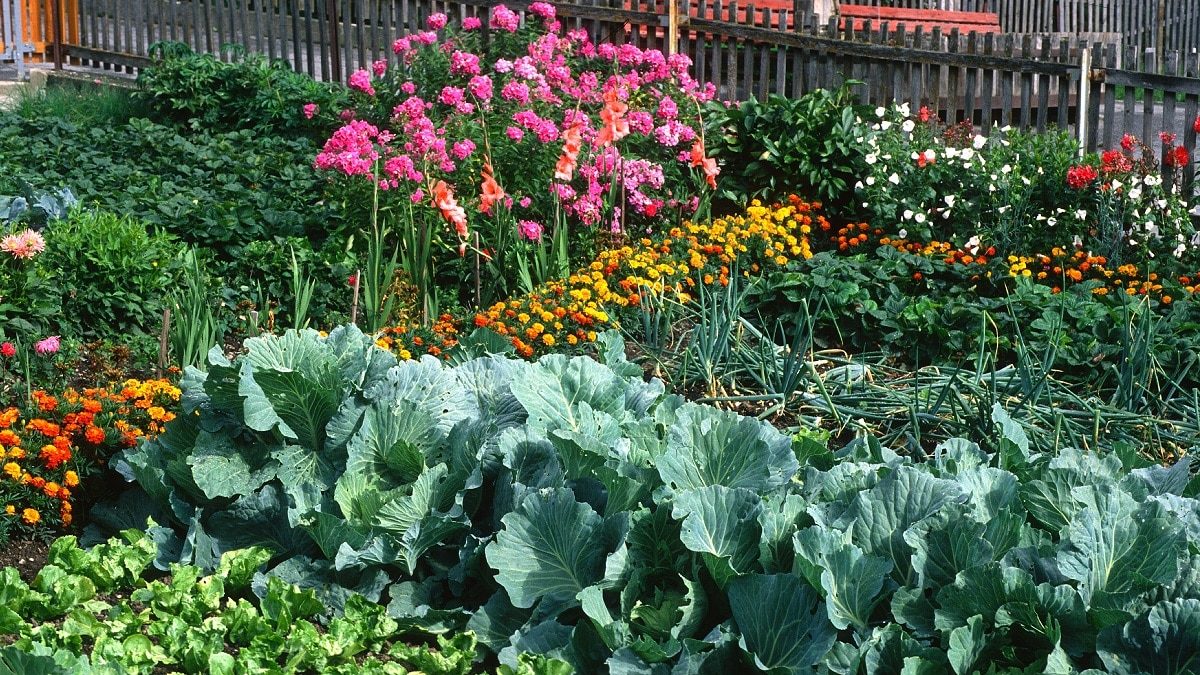 fleurs au potager