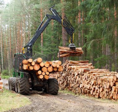 Qui consulter pour une exportation de bois 