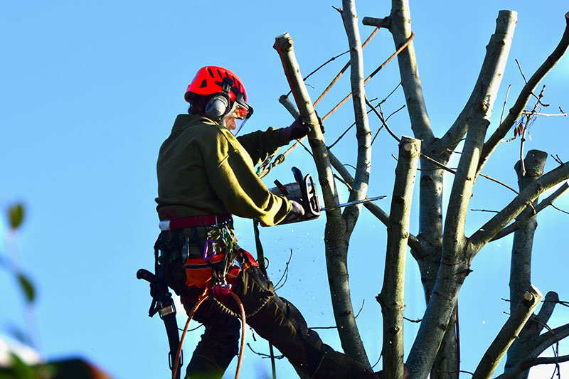 Quel budget prévoir pour un élagage d'arbre